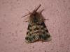 Maurica sp.